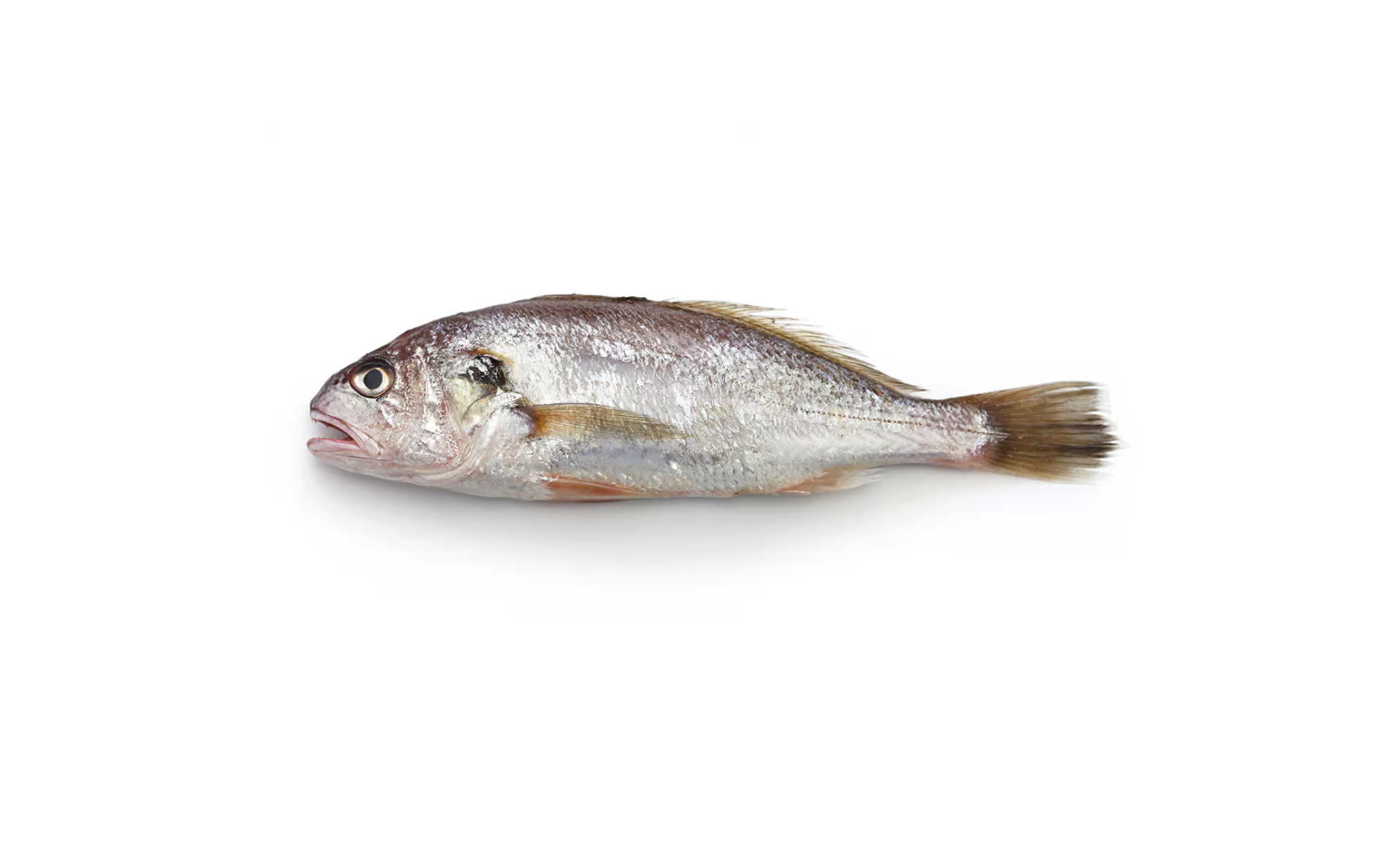 Variety Croaker Species